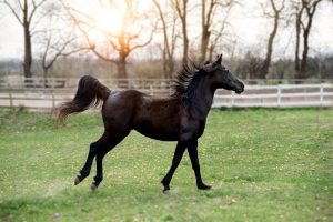 animal, horse, mammal, species, fauna, equine, galloping, nature, horse, horse, horse, horse, horse