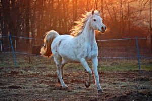 horse, gallop, paddock, galloping, running, arabian horse, white horse, equine, mammal, animal, nature, thoroughbred arabian, pasture, trot