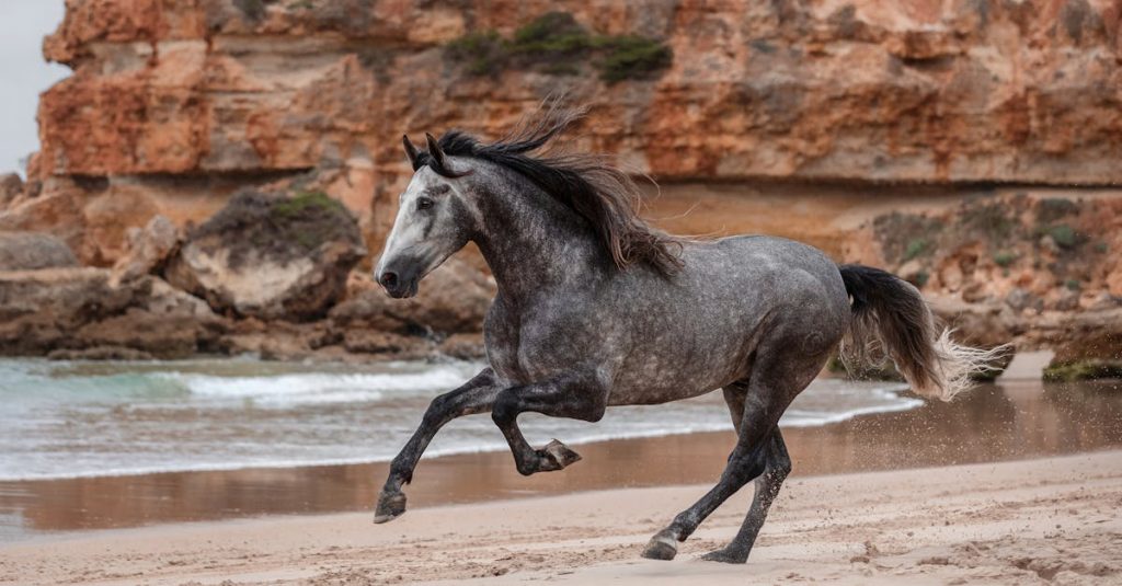 A stunning grey horse gallops along the sandy beach in Conil de la Frontera, Spain.