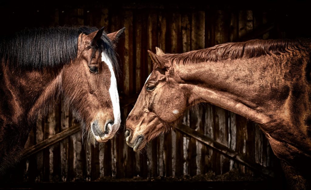 horses, friendship, horse stable, nature, shire horse, animals, two, pferdeportrait